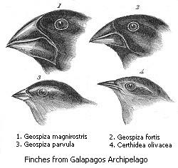 Finches discovered by Charles Darwin in the Galapagos Islands evolved different beaks due to adaptive radiation