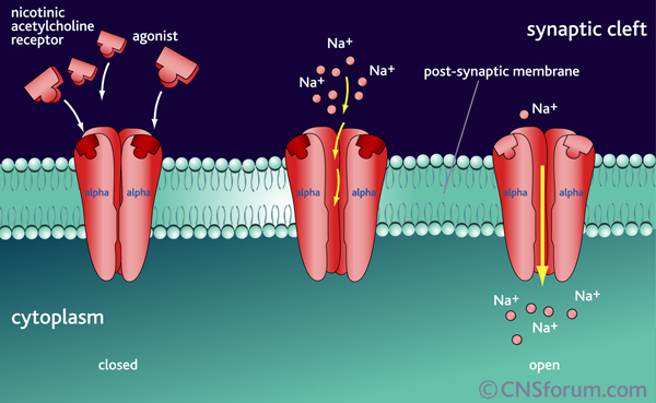 Gated ion channel allows ions and other materials to pass through the cell membrane