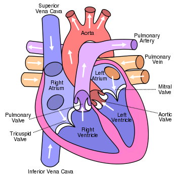 The pulmonary artery carries blood from the heart to the lungs the aorta carries blood from the heart to the tissues