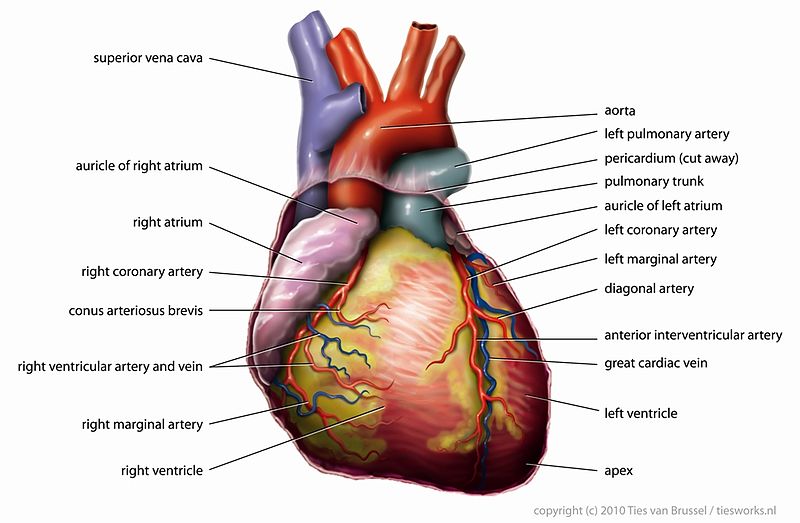 The heart pumps blood to the lungs and then to the rest of the body through the major arteries.