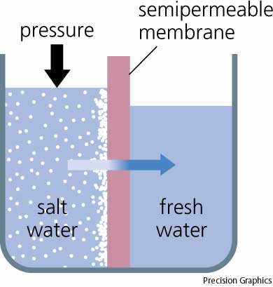 Diffusion of water (Osmosis) high concentrations of a solute causes water to move through the semi permeable membrane until the cell reaches equlibrium