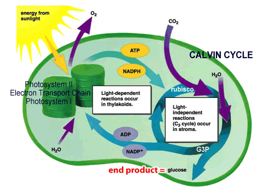 Grahpic of basic photosynthesis converting light energy carbon dioxide and water to glucose and oxygen