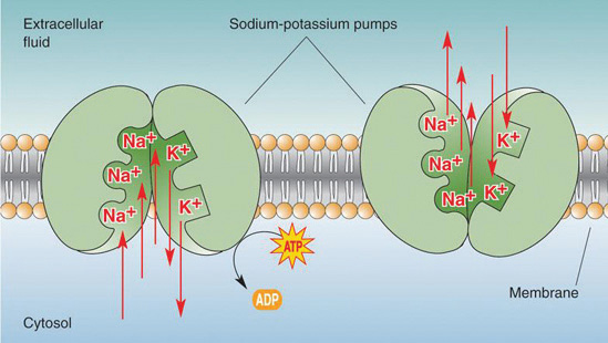 The sodium potassium ion pump moves sodium and potassium across the cell membrane against their concentration gradients.