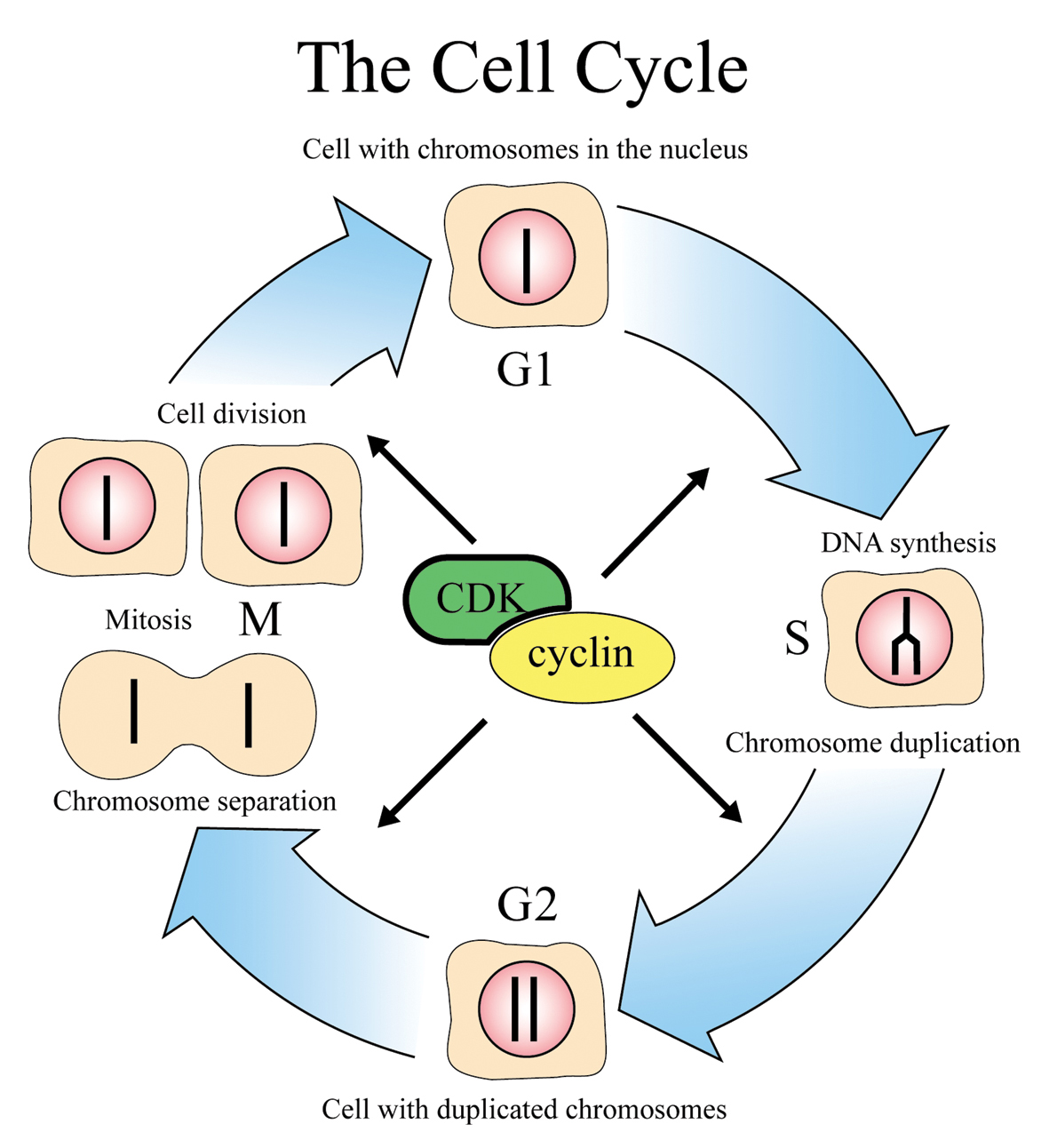 Cells do not divide during G1 phase of the cell cycle.