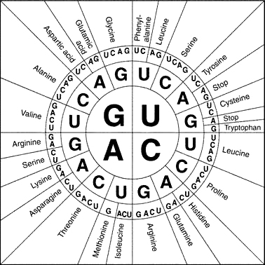 Chart of amino acid codons. Each amino acid is associated with one or more triplet of RNA bases.