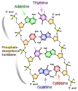 The structure of DNA base pairs.