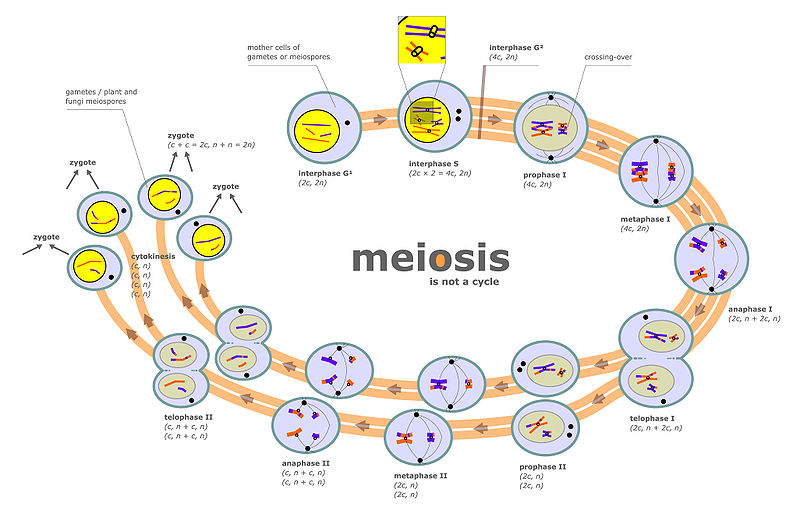 The phases of meiosis include two rounds of cell divvision which result in 4 haploid gamete zygotes each with a single copy of each chromosome.